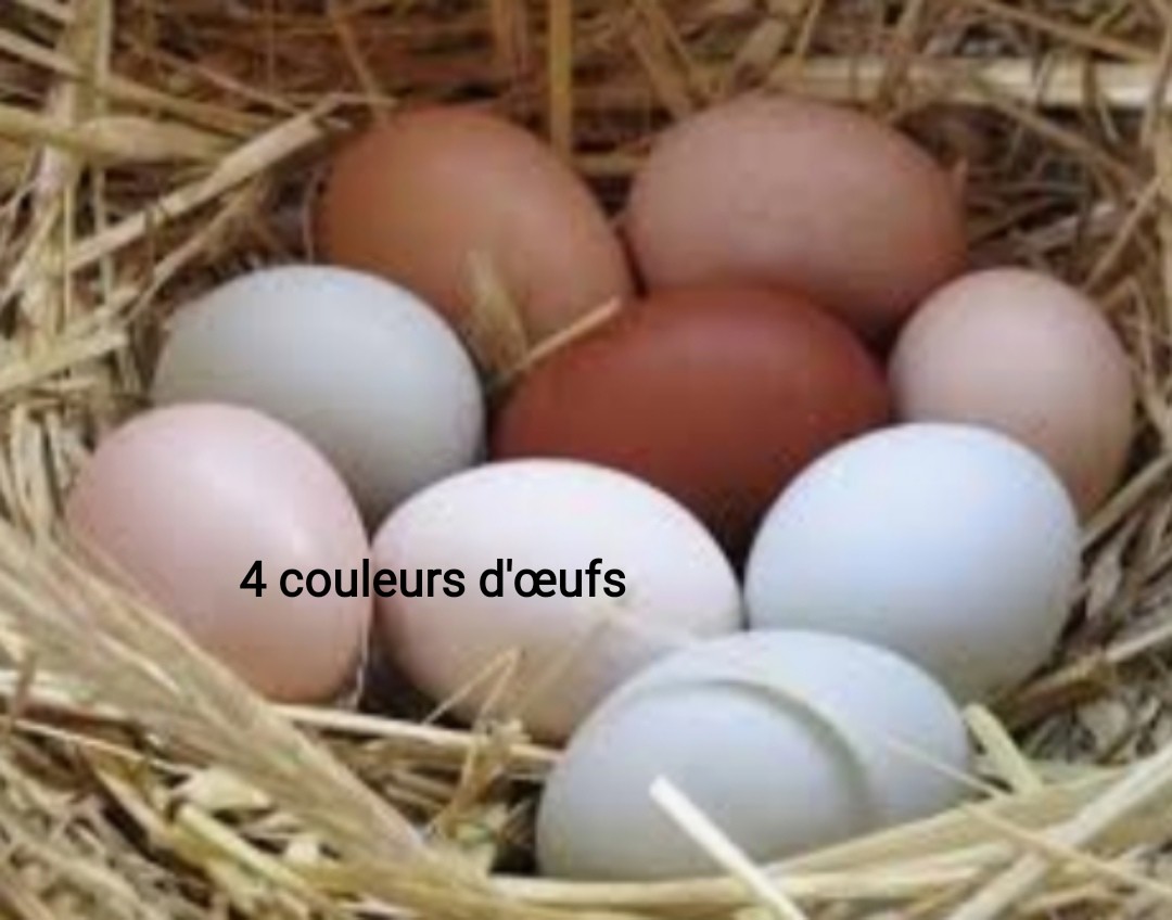 Couleur oeufs 20