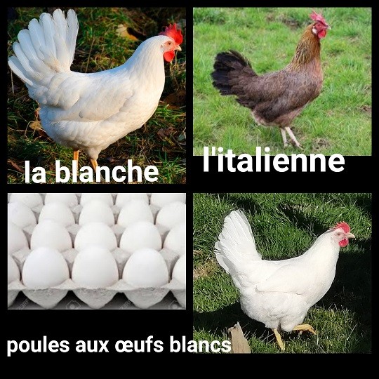 Mimi blanc oeuf ital blanc