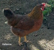 Mimi poule italiewnne33