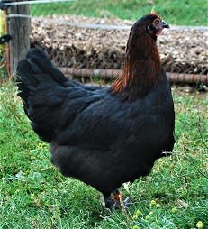 Mimi poule marans noir