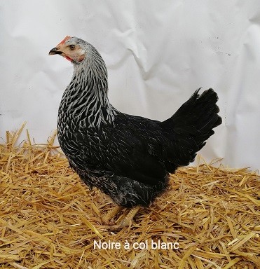 Mimi poule noire blanche nom