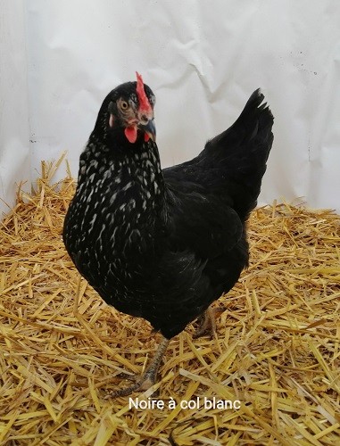 Mimi poule noire blanche3