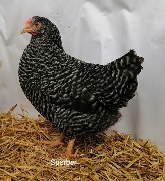 Mimi poule sperber nom