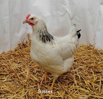 Mimi poule sussex5