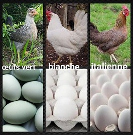 Mimi poule vert blanche italienne x3 oeufs