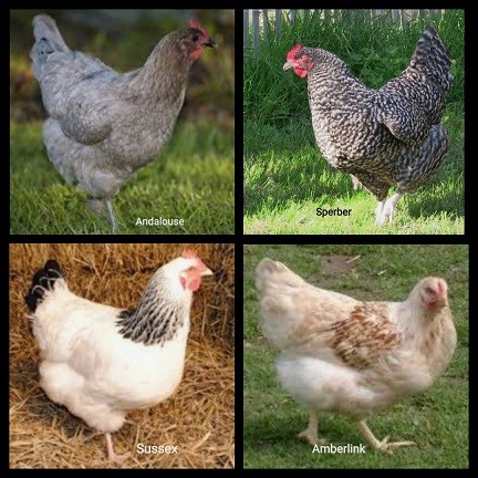 Mimi poule x4 sussex andalouse 20