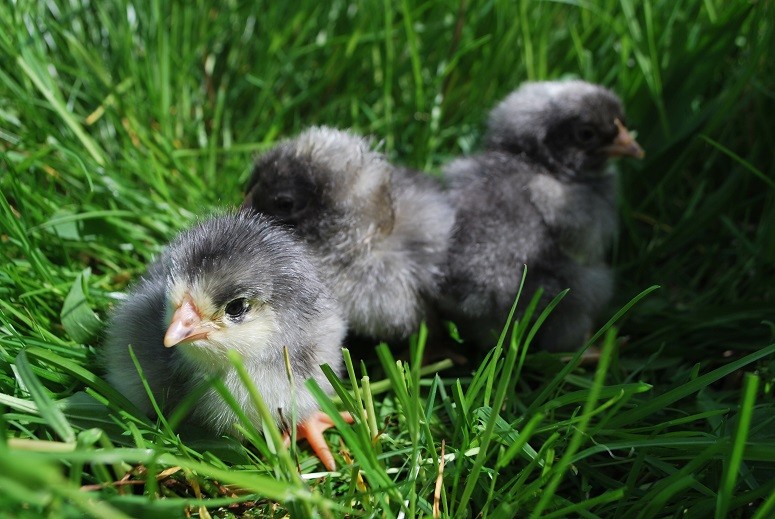 Mimi poussin bleu