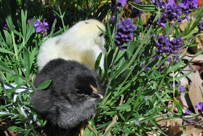 Mimi poussin joli noir blanc