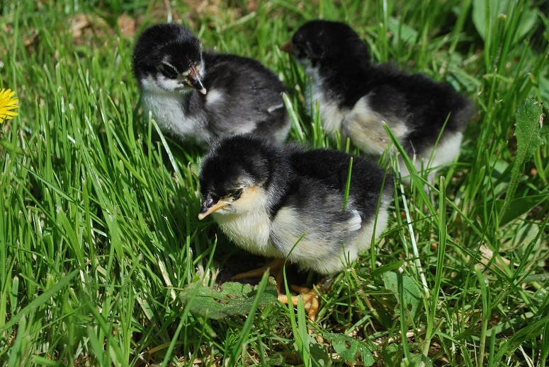 Mimi poussin noir