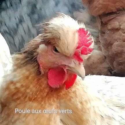 Mimi tete poule verte beige