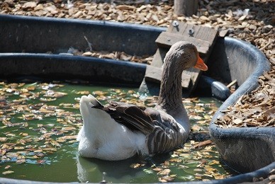 Mimi toulouse bassin eau