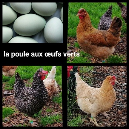 Mimi verte oeufs 2 cou