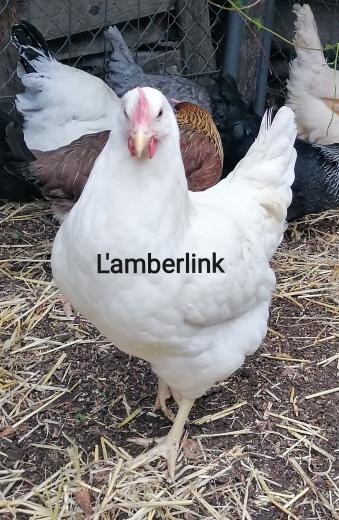 Amberlink