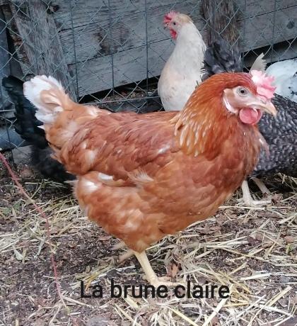 Brune claire